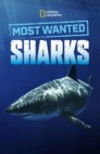 Ver Los tiburones mas buscados Online